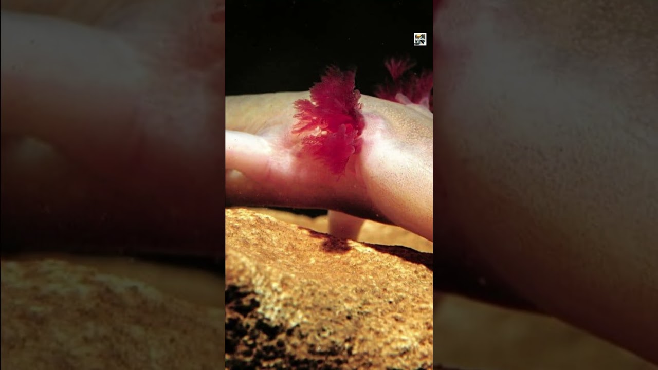 Quick Olm Facts - The NO-EYES White Dragon - Animal a Day 