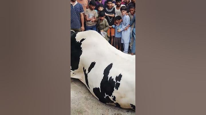 Eid UL Adha Qurbani OF Big Cow #karachi $#animals #viral #cow #k1tvurdu