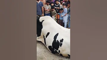 Eid UL Adha Qurbani OF Big Cow Karachi Animals Viral Cow K1tvurdu 