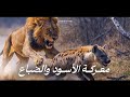 معركة الأسود والضباع أسرار وعجائب القصة كاملة وثائقي 