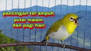 Suara Burung Pleci Gacor Ngalaspancingan Terdanuh 