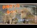 赤ちゃん達が止める?夫婦喧嘩!(前半)オリト&イオライオン美男美女夫婦と赤ちゃん3姉妹vol.151@旭山動物園/Baby lions stop marital quarrels