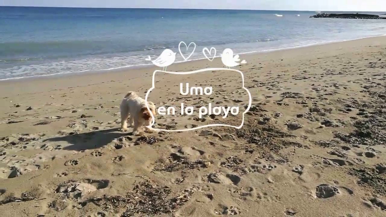 Perros en la playa, por supuesto! perros feos