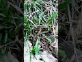 Traditional Field Clearing: The Ultimate Mountain Soil Reveal! 🌿⛏️ #farmoratv #nature #asmr