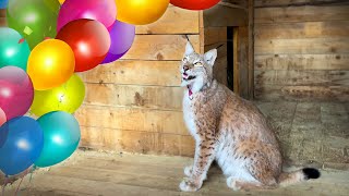 COUGAR, BOBCATS AND RACCOONS CELEBRATE HANNAH'S BIRTHDAY