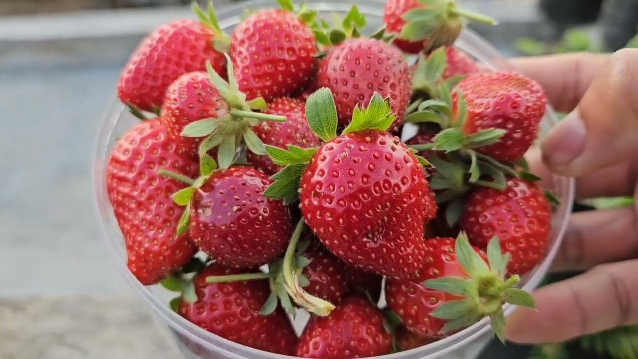 Panen kali ini, ada yang jumbo stroberinya 🍓🍓🍓
