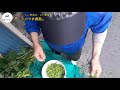 枝豆手でもぐ　一足お先に農家の特権！