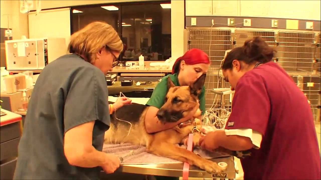 Milwaukee Emergency Center for Animals Reality Television 10 YouTube
