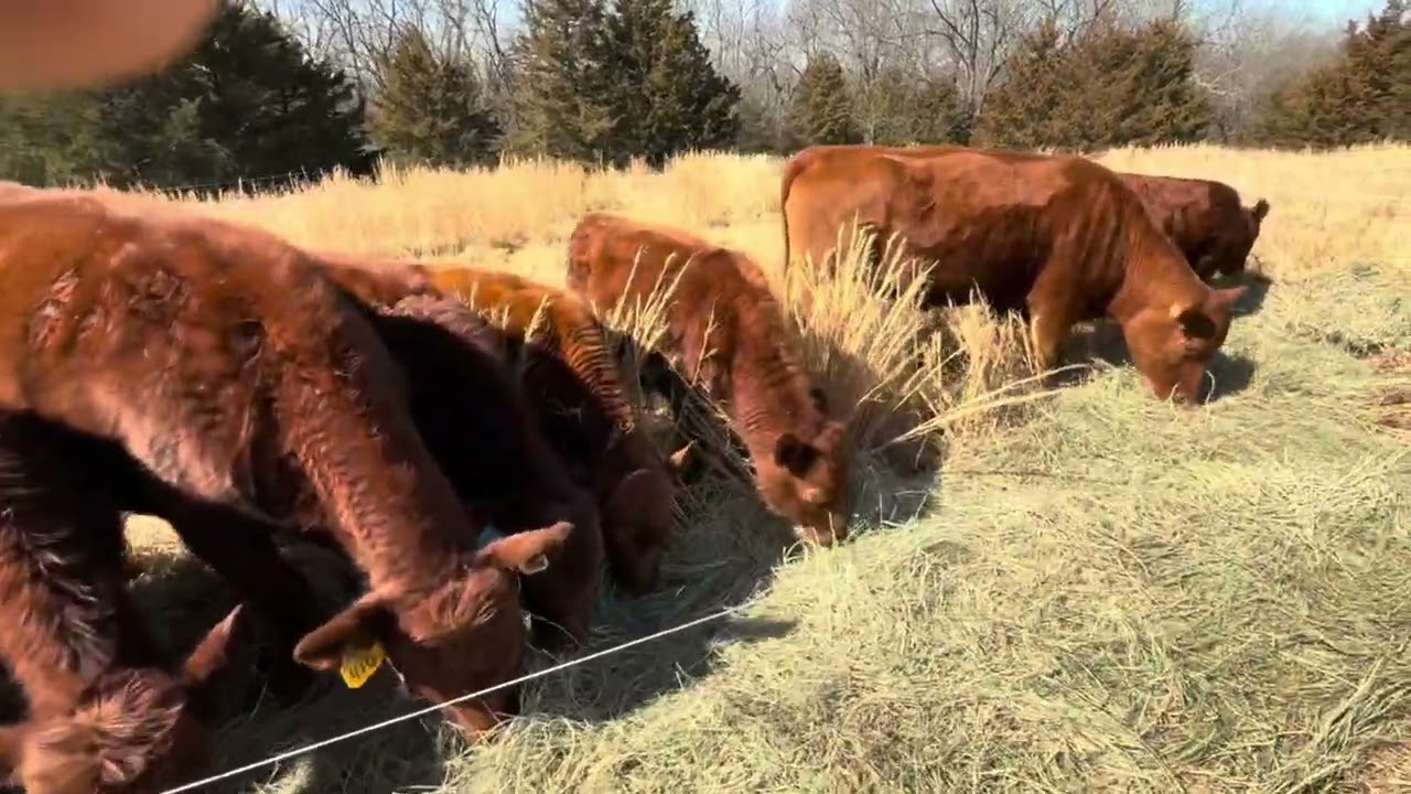 Here comes the Herd 20260224