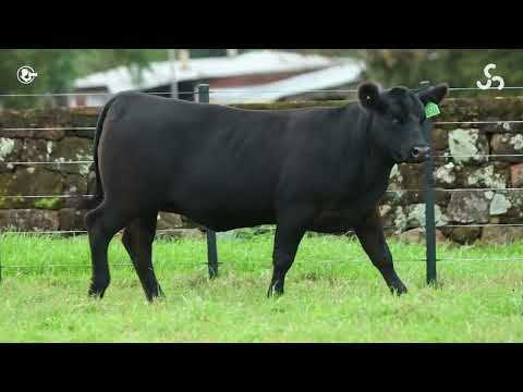 LOTE 13   TAT 4046 F Angus