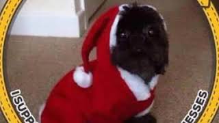 DogFriendly.Social Virtual Advent Calendar 2020 screenshot 4