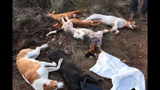 15 cães terão sido envenenados na Guarda