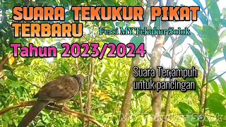 Suara Tekukur Pikat Terbaru Dari MY Tekukur Solok Tahun 2023/2024
