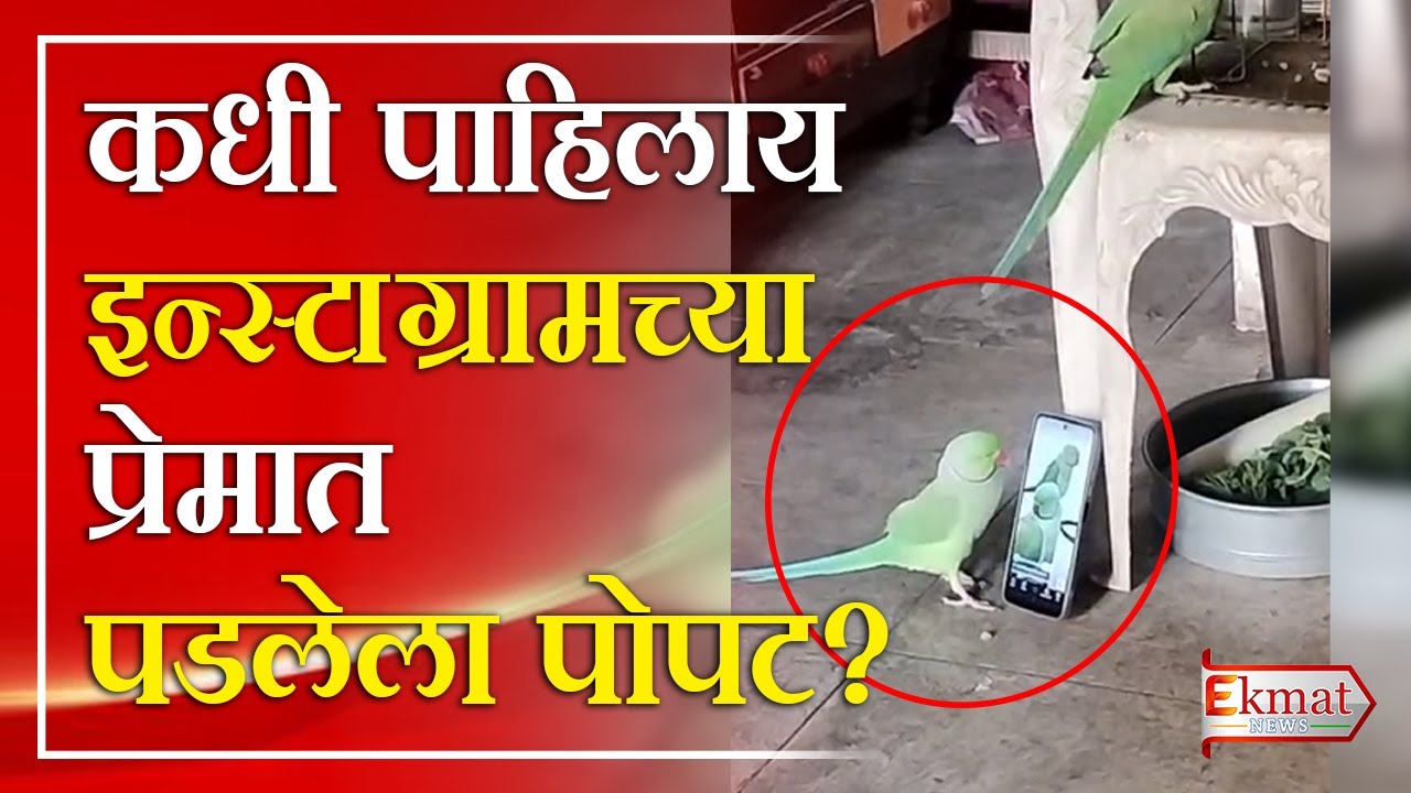 Ekmat news | कधी पाहिलाय इन्स्टाग्रामच्या प्रेमात पडलेला पोपट ?