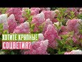 Как добиться крупных соцветий у метельчатой гортензии? / Садовый гид