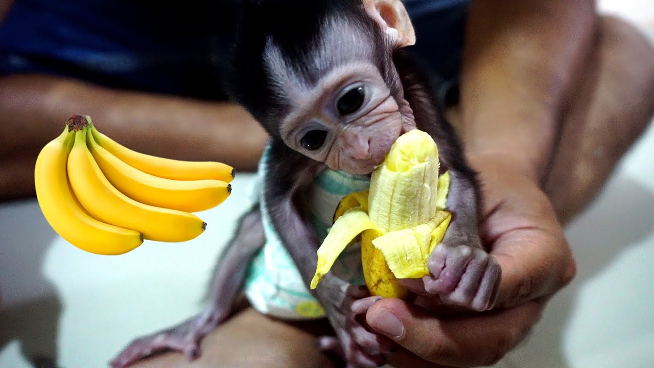 Baby Monkey Eat Banana for the first time yummy YouTube
