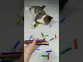 Cat Barsik ✏️🌈🖍 Reverse video #marblerunandmore #cat #reverse