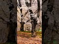 Spring Forest Ambience 🌸 Cıvıl Cıvıl Birds Singing | Relaxing Nature Sounds | Peaceful Spring Nature