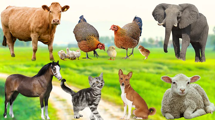 Collection of Cute Little Animals: Cat, Chicken, Duck, Dog, Cow, Horse,Elephant - Cute animal videos thumbnail
