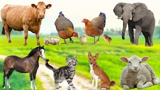 Koleksi Hewan Kecil yang Lucu: Kucing, Ayam, Bebek, Anjing, Sapi, Kuda, Gajah - Video hewan lucu