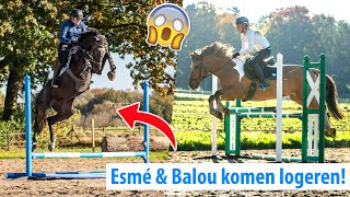 BALOU SPRINGT MEGA HOOG & MARLEY 1M SPRINGEN! | felinehoi VLOG #407