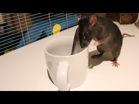 Video: Je užovka krysa jedovatá?