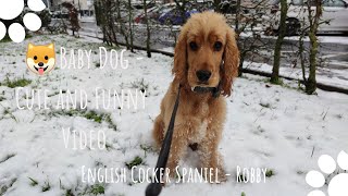 🐶Baby Dog - Cute and Funny  Video🐾🐕 English Cocker Spaniel - Robby and the snow