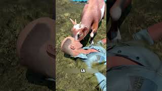 🐐 La cabra que salvó una vida humana 😱