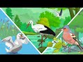 ПЕРЕЛЕТНЫЕ ПТИЦЫ для детей | Изучаем перелетных птиц