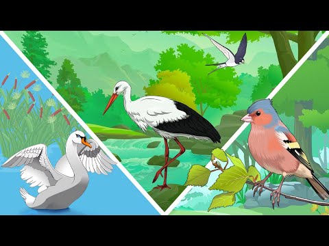 Мультфильм про перелетных птиц для дошкольников