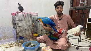 #EidSpecial Exotic Parrots Chick's Setup Tour | PBI Official