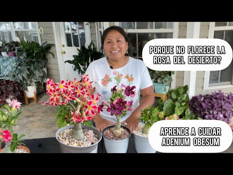 Video: ¿Cuándo florecen las rosas del desierto? Razones por las que las plantas de rosas del desierto no florecen