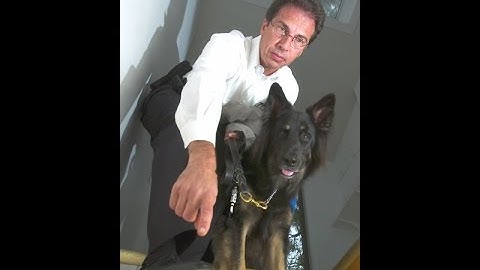 canine bed bug detection company