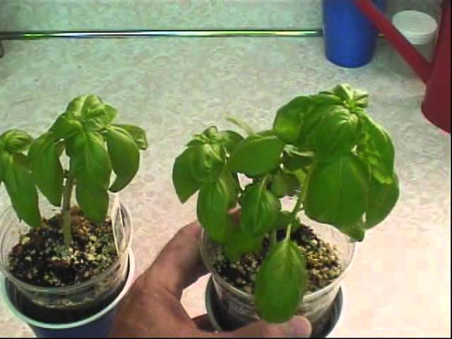 How to Grow Basil Indoors (with Pictures) - wikiHow How to Grow Basil Indoors (with Pictures) - wikiHow