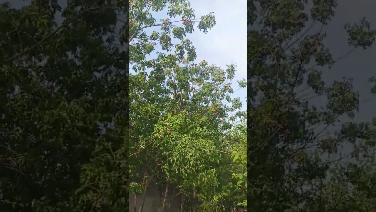 nice view moving a tree with natural 