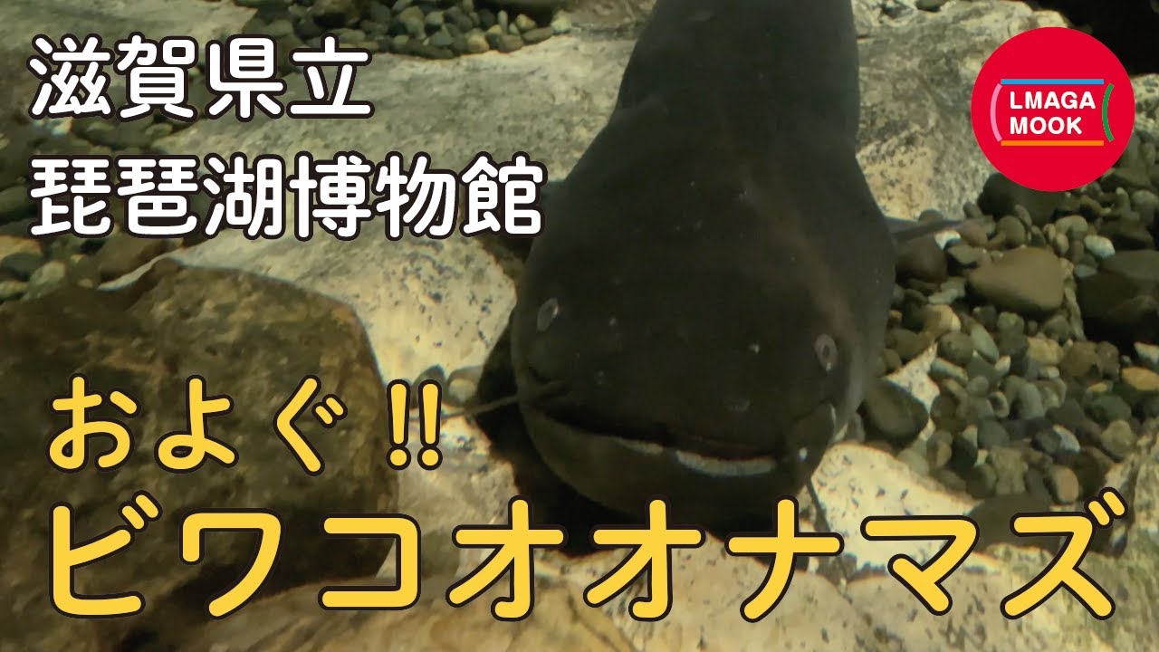 関西 みんなの動物園と水族館 滋賀県立琵琶湖博物館のビワコオオナマズ Youtube