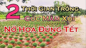 2 thời gian trồng cúc mâm xôi nở hoa đúng tết | chi tiết 4 cơi 5 cơi