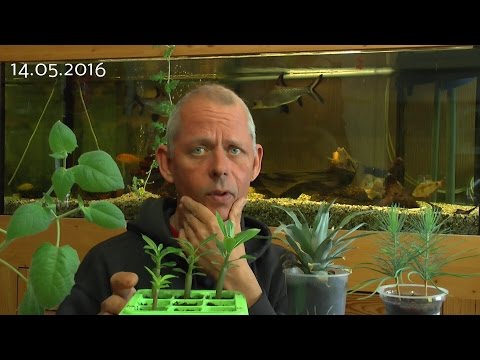 Video: Wie sieht eine Wüstenrosenpflanze aus?