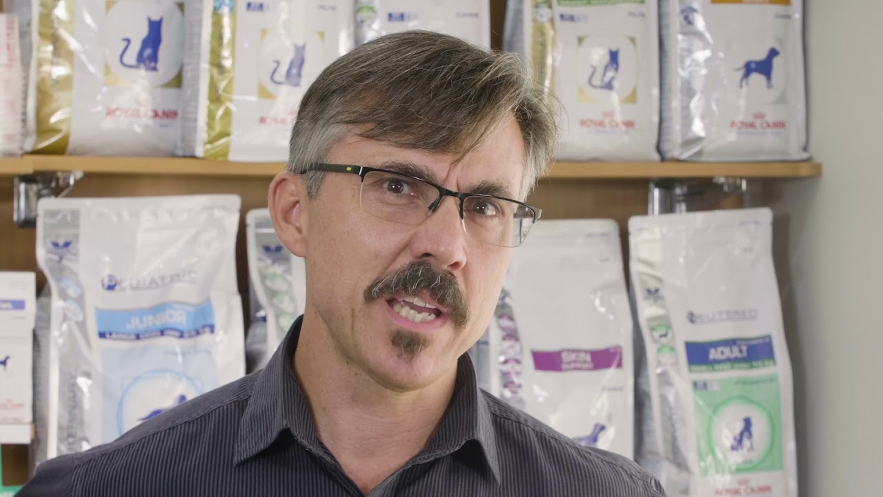 Petwell news Love Your Pet Love Your Vet - Vets of Australia #8 - YouTube