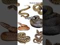 Saapo 🐍 ke Jahar ki kuchh jankari #snake #youtubeshorts #shorts #reels #animals #rainaiscrazy #yt