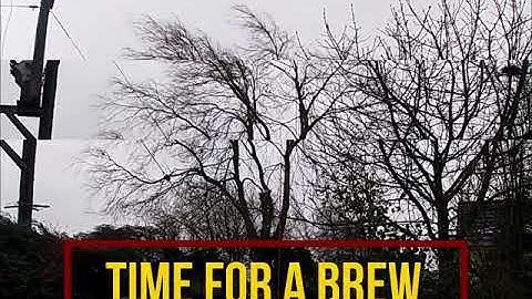 Willow tree time lapse