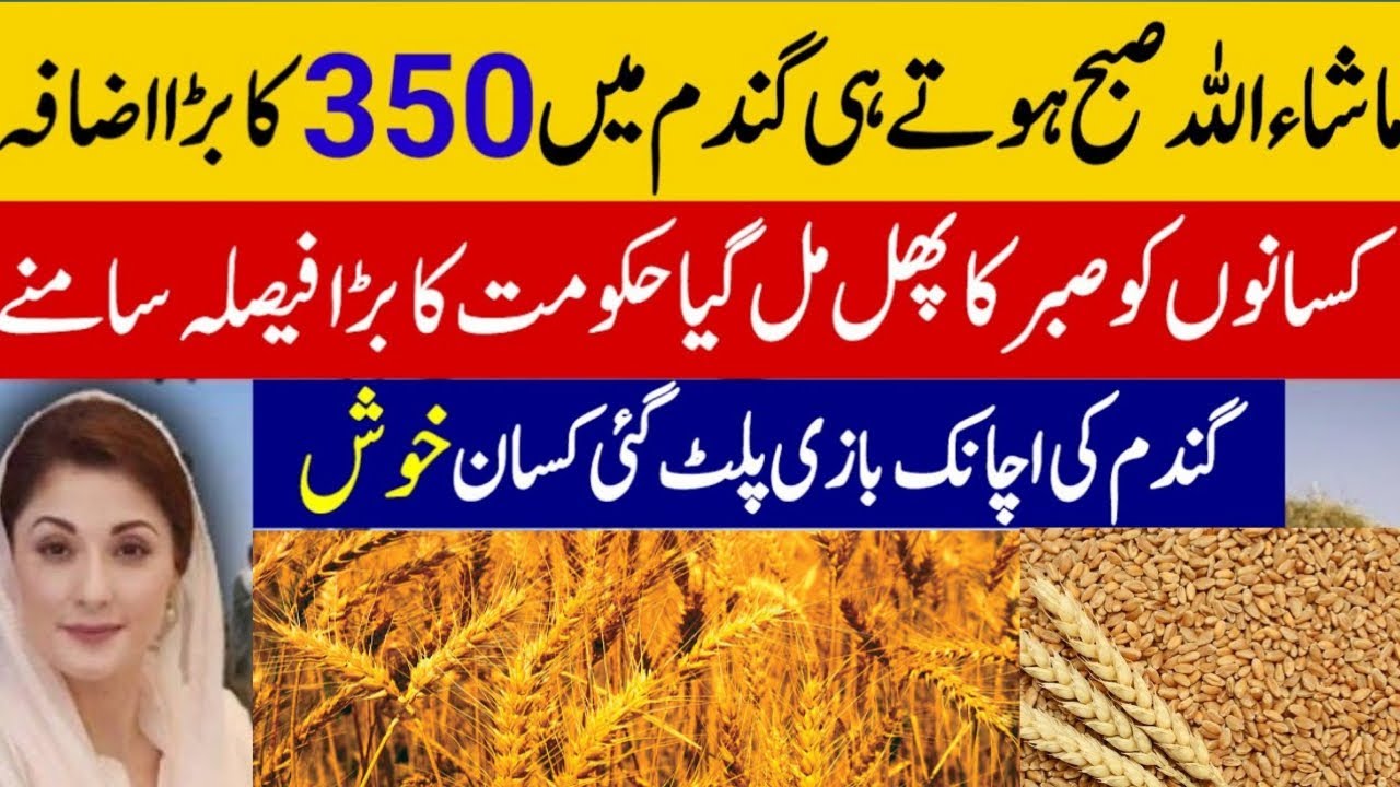 wheat support price in Pakistan 2024 | Gandam rate today | wheat price ...