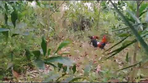 Bẫy gà rừng 28/2/2020 gà mồi tiếp tục lập công