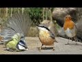 Birds for cats to watch  little birds filmed in slow motion