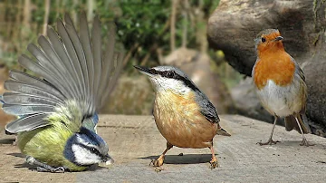 Bird Videos for Cats to Watch : Little Birds Filmed in Slow Motion