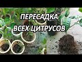 Что с листьями домашнего лимона Пересадка всех цитрусов