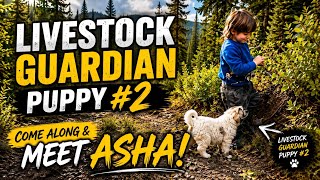     Come Along as We Pick Up Our New Livestock Guardian Puppy, Asha!