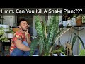 How to Care and Propagate Snake Plants | Sansevieria Whale Fin