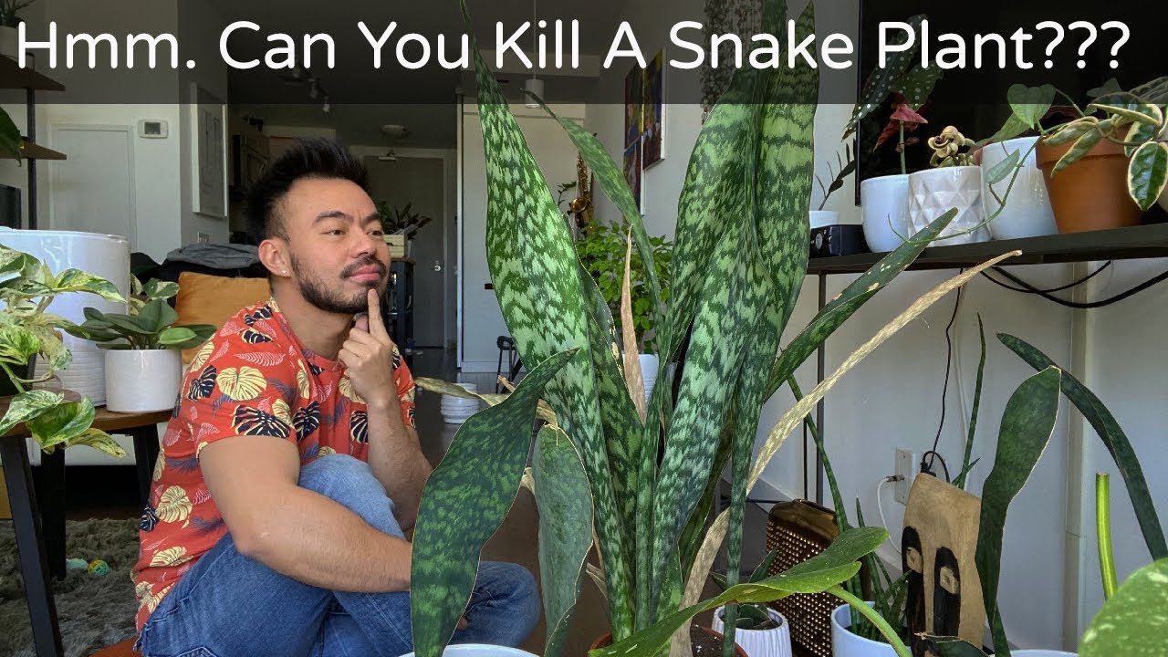 How to Care and Propagate Snake Plants | Sansevieria Whale Fin