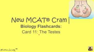 New MCAT ® Cram│ Biology Flashcards│ Card 11│ 3B│ The Male Gonads - The testes screenshot 5